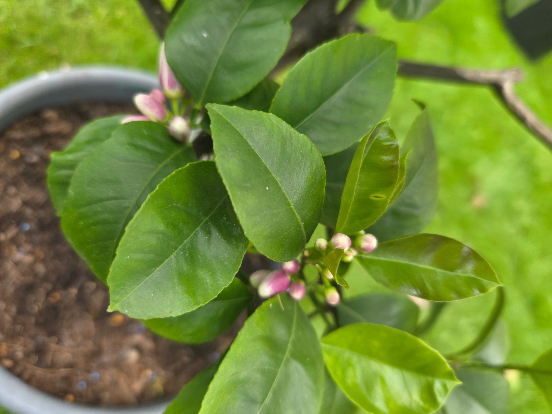 Piante & sementi: Orange baum  arcobal mit Früchten und Blüten – Usato da Unterlunkhofen venduto da tomnova 3