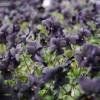 Piante & sementi: Violette noire  2x – Nuovo (secondo la descrizione) da Bremblens venduto da FIBONACCI369 2
