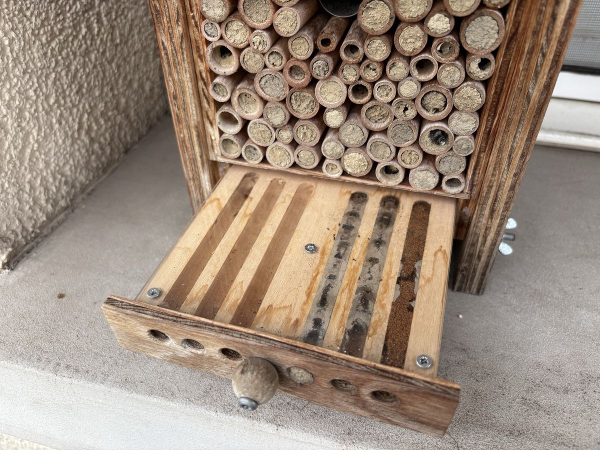 Bienenhäuser: Bee Home mit Display Schublade  – Gebraucht aus Zürich von arm_tk9d 1