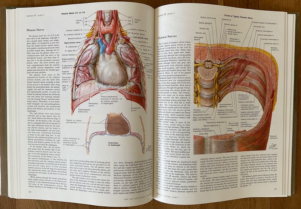 Netter: medical illustrations - neurology (Gebraucht) in Binningen für ...
