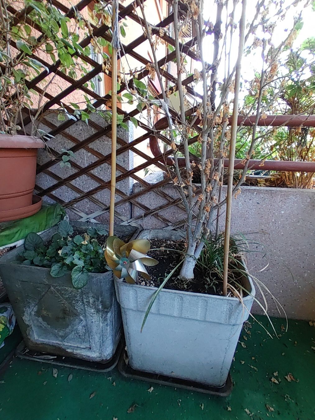 Pots de fleurs: Töpfe und Pflanzen  – D'occasion à Wädenswil par fajadi