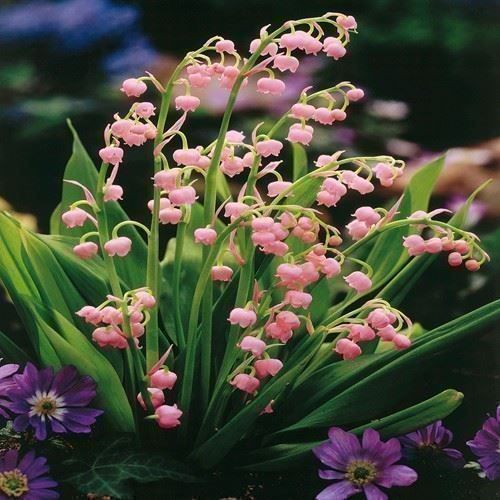Piante & sementi: Muguet rose 2 PLANTS – Nuovo (secondo la descrizione) da Bremblens venduto da FIBONACCI369 1