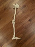 Anatomie-Skelett-Modell: Bein mit Hüftbein