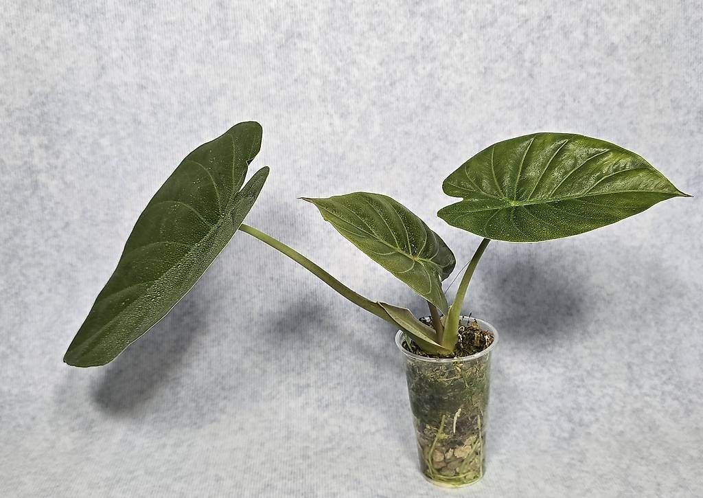 Piante & sementi: Alocasia Wentii – Usato da Arbon venduto da Elena.... 1