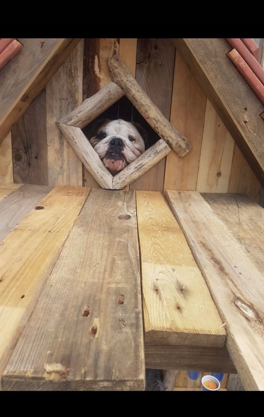 Cucce & Letti: Hundehütte alles Handarbeit – Usato da Tschugg venduto da Merzilla1 3