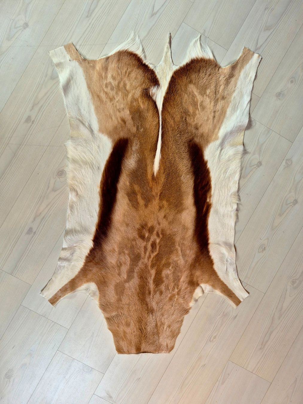 Il mondo degli animali: Peau d'antilope springbock / Springbockfell Antilope – Usato da Treyvaux venduto da Kbh2000 2