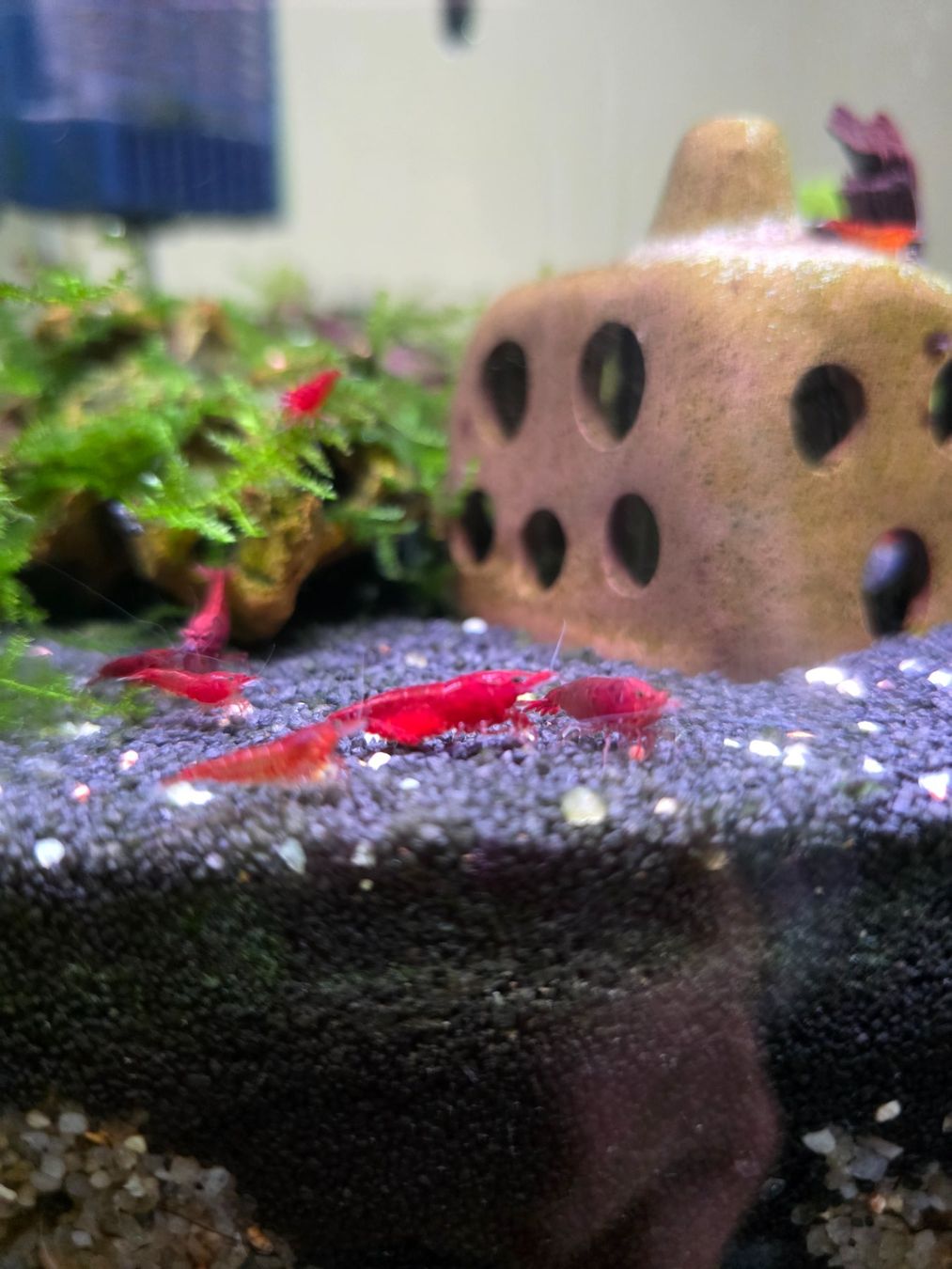 Tutte le decorazioni: Red Fire & Red Cherry Caridina – Usato da Klingnau venduto da Canep87 6