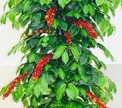 Piante & sementi: 5 SAMEN GRAINES SEMI Kaffee Pflanze – Nuovo e nell'imballaggio originale da Rovio venduto da POSITIFFARTandPLANTS 7