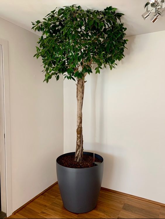 43+ Indoor Baum Kaufen, Immer in verbindung mit unserem 2.