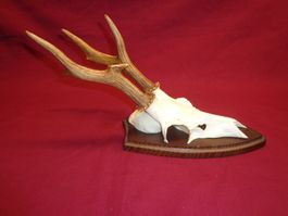 Reh, Geweihe, Trophäe, Horn, Dekoration, Jagd Abwurfstangen