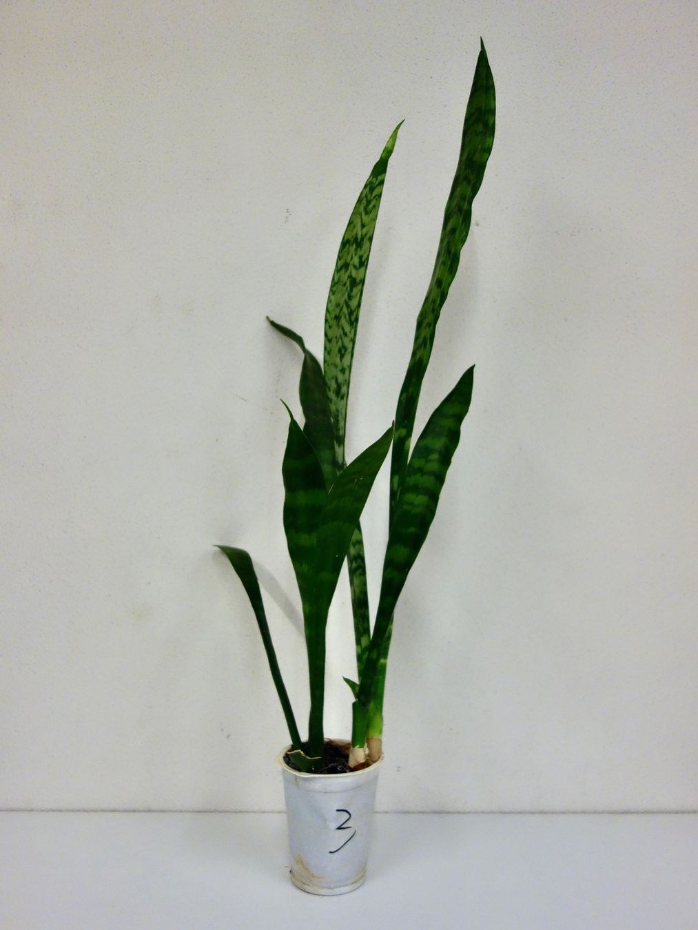 Pflanzen & Samen: Bogenhanf Sansevieria Trifasciata – Neu (gemäss Beschreibung) aus Kerzers von zimmergruener 4