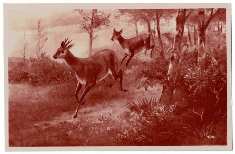 Cartoline postali: Jagdmotiv: Rehe im Wald – Usato da Frauenfeld venduto da POML