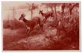 Jagdmotiv: Rehe im Wald