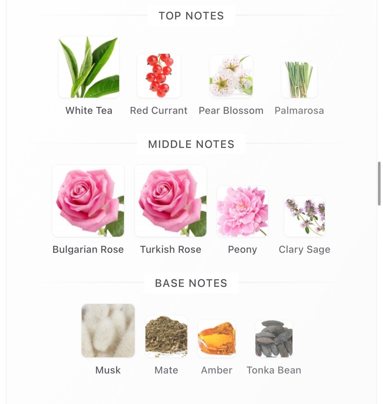 Profumi & Eau de Toilette: 3 ml sample - Elizabeth Arden - White tea wild rose - EDT – Nuovo e nell'imballaggio originale da Zürich venduto da mel_nbh7 2