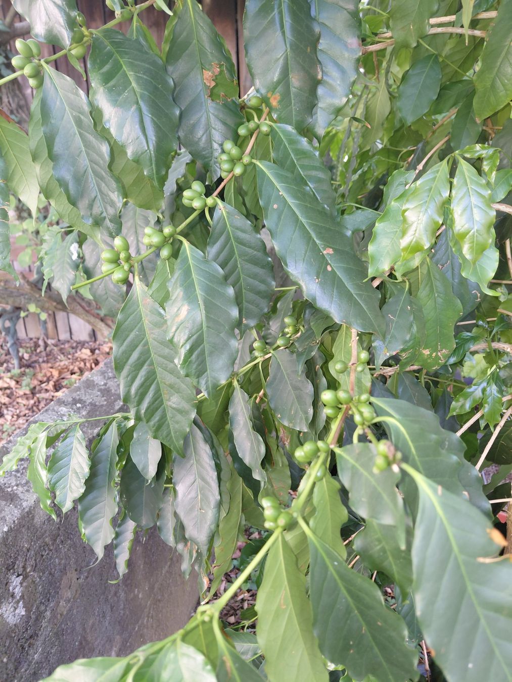 Piante & sementi: GROßER KAFFEEBAUM 210 cm MIT BOHNEN – Nuovo (secondo la descrizione) da Bern venduto da wau68 3