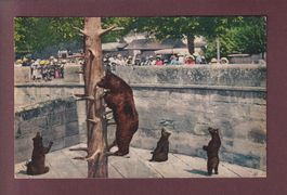 BERN - Bärengraben