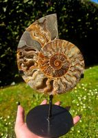 ✨🐚 Ammonit auf Stand in warmen Brauntönen 🐚✨