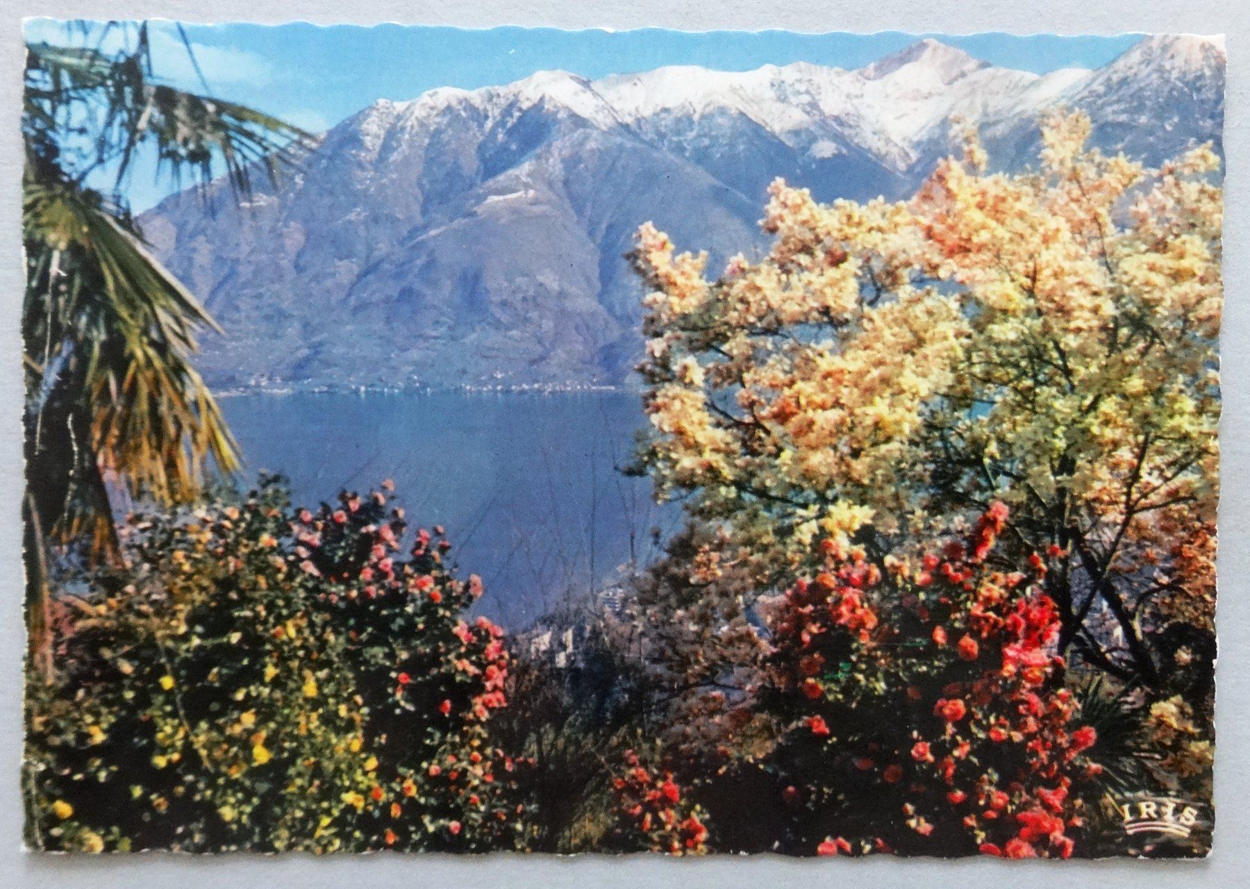 Cartoline postali: Locarno - Camelie e Magnoglie in Fiore – Usato da Fétigny venduto da Billy2miny
