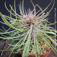 Didierea madagascariensis – Madagaskar-Oktopusbaum