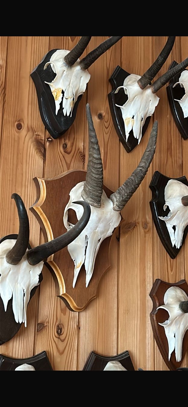 Autres collections & raretés: Trophäe Steingeiss / weiblicher Steinbock – D'occasion à Davos Platz par cilgia08 1