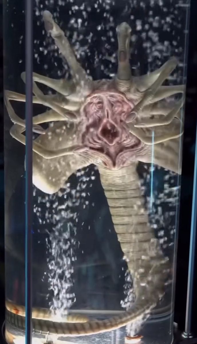 Figuren: Alien Facehugger Stasis Chamber Life Size 1/1 Statue – Neu und originalverpackt aus Zürich von Addii 1
