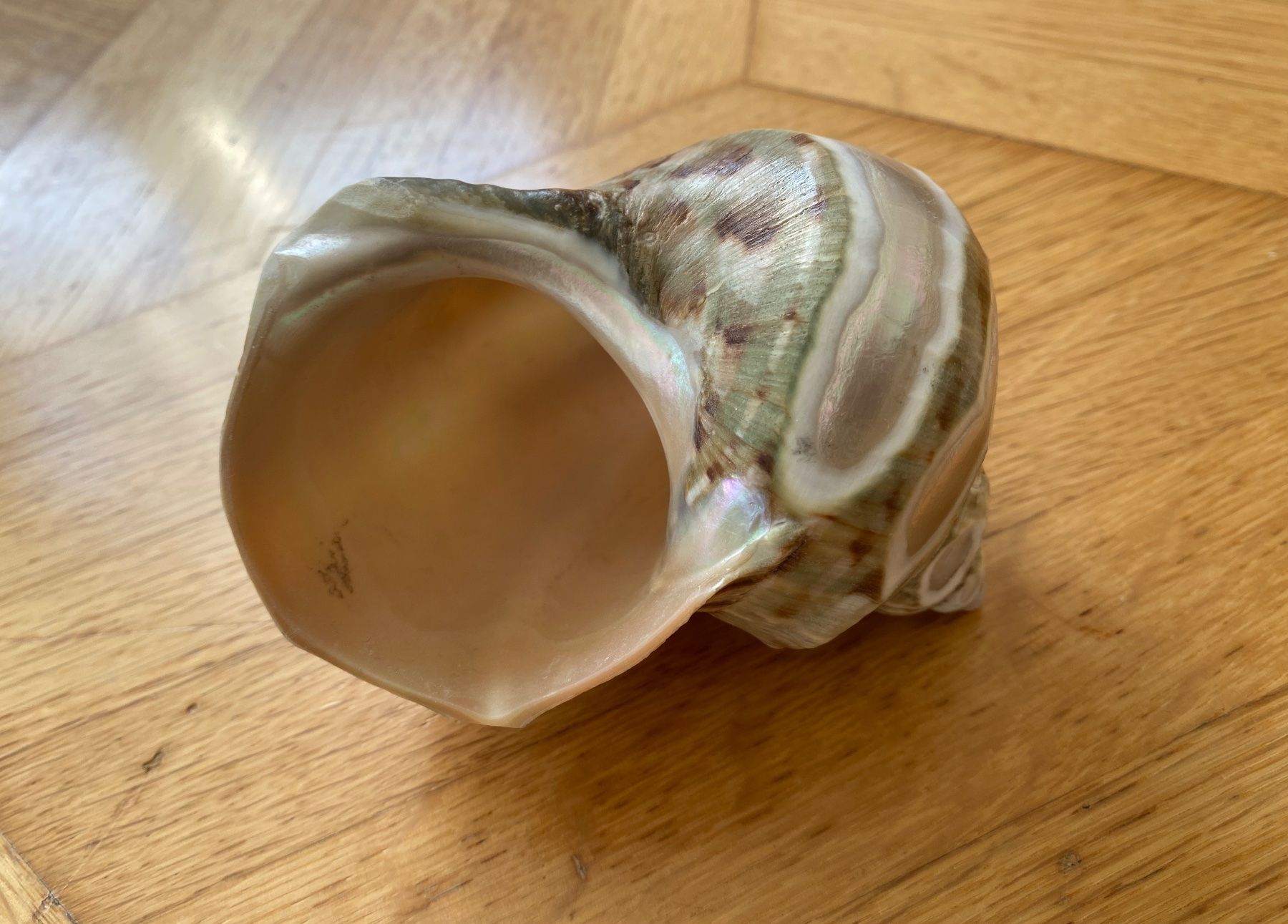 Muschel Muscheln Meeresschnecken Muschlhorn Muschelschalen (Gebraucht ...