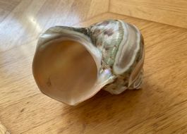 Muschel Muscheln Meeresschnecken Muschlhorn Muschelschalen