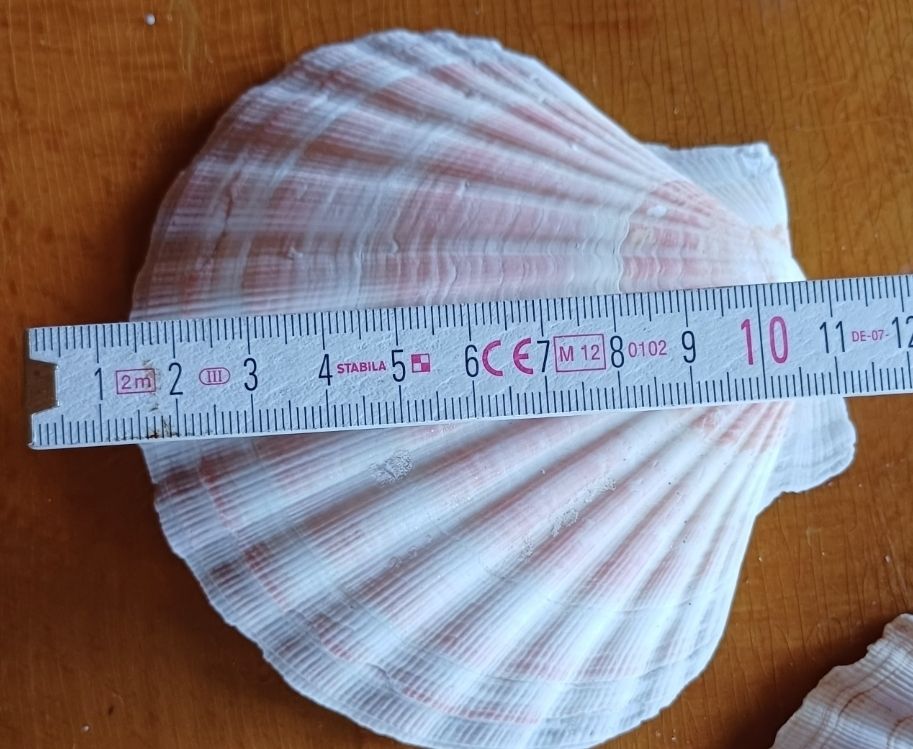 Tutte le decorazioni: 10 schöne Sommermuscheln Deko – Usato da Flaach venduto da ker_6ml7 4