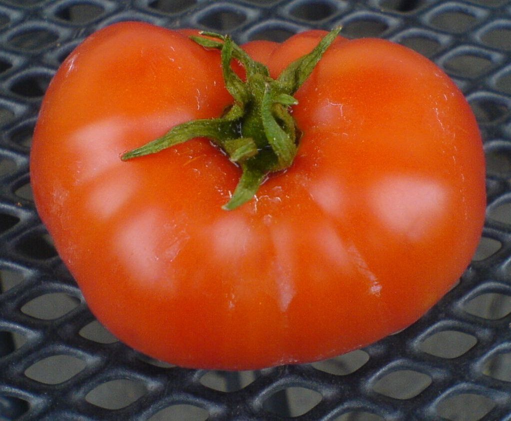 Piante & sementi: Topftomate: Budai torpe - Setzling! – Nuovo (secondo la descrizione) da Steffisburg venduto da Calceolaria 1