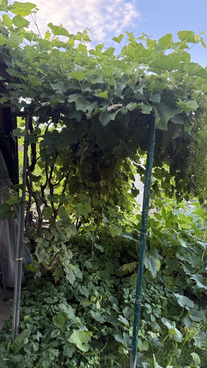 Pflanzen & Samen: Traubenbaum – Gebraucht aus Root von Jana_Ma 2