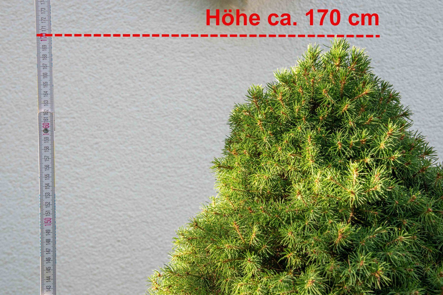 Pflanzen & Samen: Zuckerhutfichte Picea Glauca "Conica" – Gebraucht aus Bünzen von design24 1