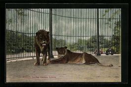 Basel, Zoologischer Garten, Löwen im Fr