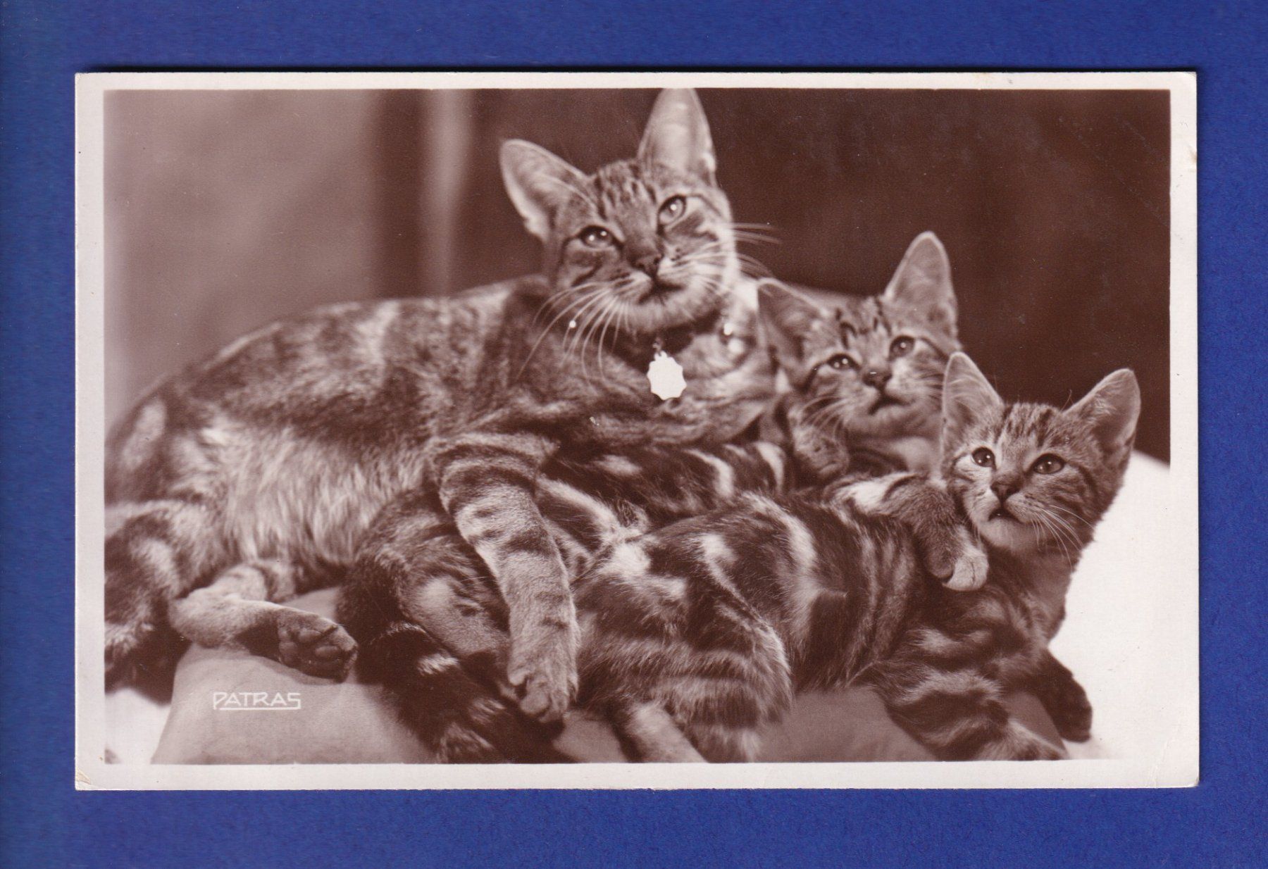 Ansichtskarten: CHAT - Sieste interrompue – Gebraucht aus Pully von nicecards-shop