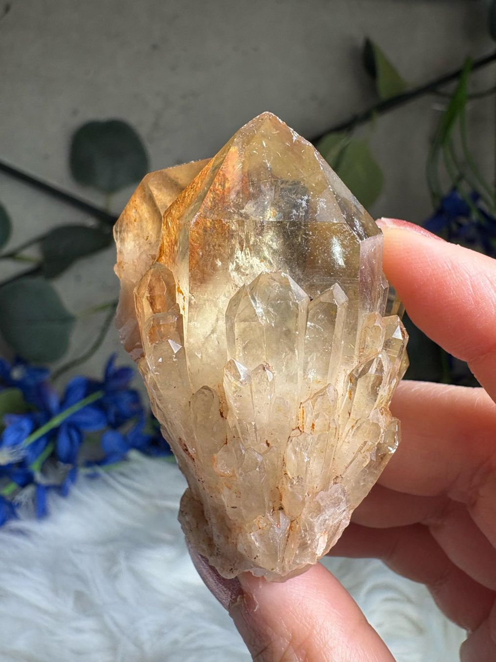 Minerali & Pietre curative: Kundalini Citrin Cluster mit Phantom – Nuovo (secondo la descrizione) da Neuheim venduto da m.hald 1
