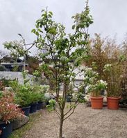Birnen Baum Pflanzen Blumen Topf Blumentopf Pflanzentopf