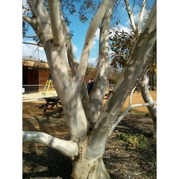 Piante & sementi: EUCALYPTUS DES NEIGES 30-40cm – Nuovo (secondo la descrizione) da Bremblens venduto da FIBONACCI369 1