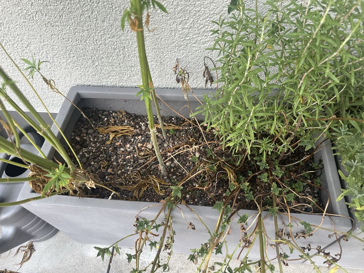 Blumentöpfe: 2 Blumentöpfe – Gebraucht aus Buchs ZH von jil_p79h 1