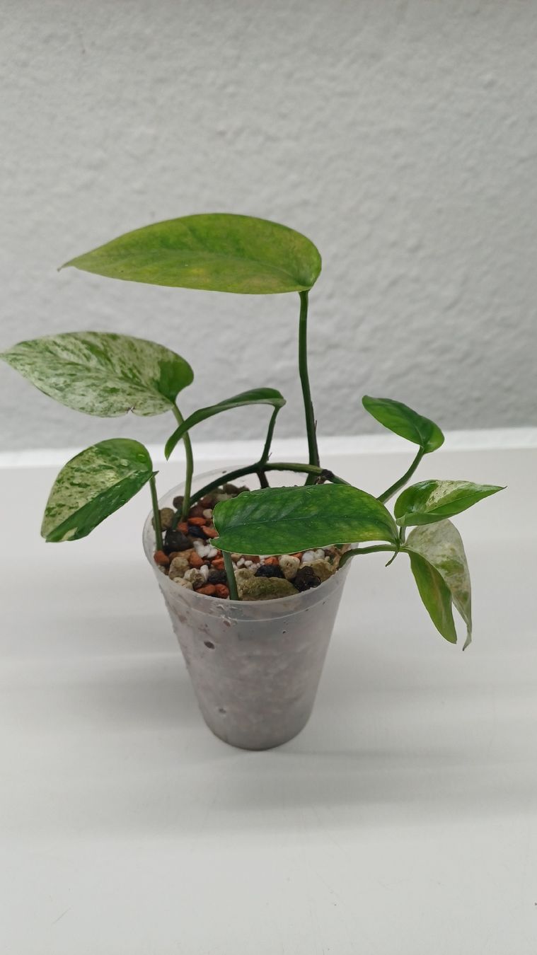 Pflanzen & Samen: Epipremnum pinnatum marble. – Gebraucht aus Bern von uwi_8t7x