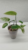 Epipremnum pinnatum marble.