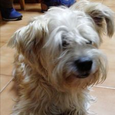 Profile image of Bicholino