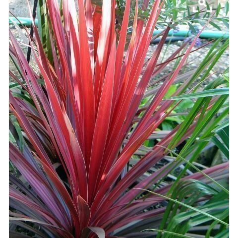 Piante & sementi: Cordyline australe RED STAR  15-20cm – Nuovo (secondo la descrizione) da Bremblens venduto da FIBONACCI369 4