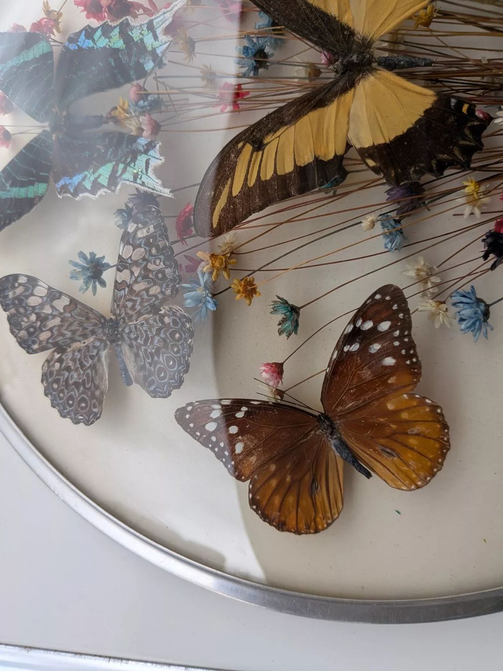 Welt der Tiere: Schmetterlinge – Gebraucht aus Emmen von magelan 3