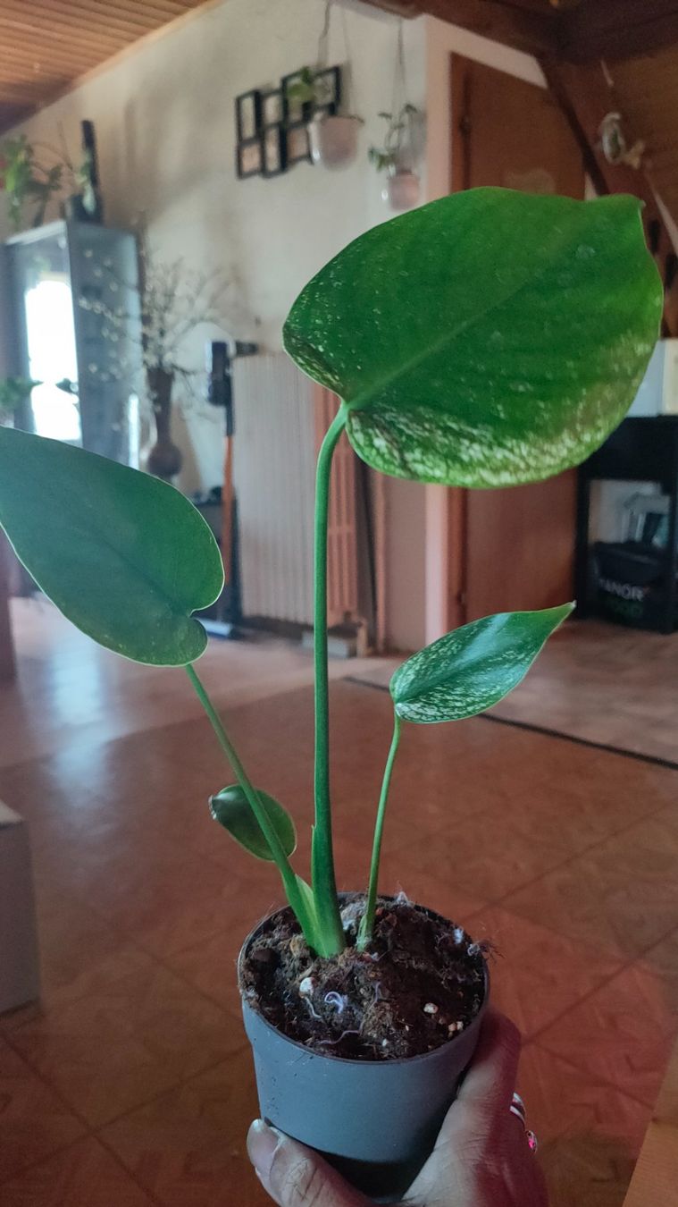 Piante & sementi: monstera Devil très rare !! – Nuovo (secondo la descrizione) da St-Aubin-Sauges venduto da may_2yrv 1
