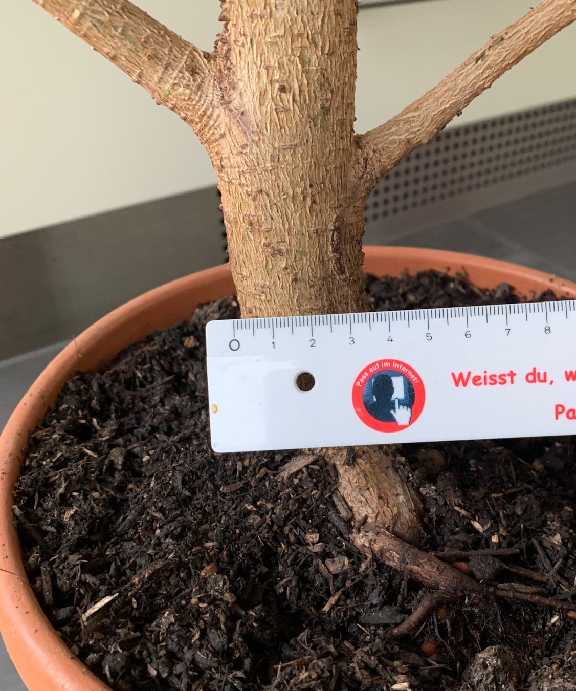 Pflanzen & Samen: kräftiger, gesunder Ficus Benjamini Birkenfeige – Neu (gemäss Beschreibung) aus Auenstein von mar_8mxd 4