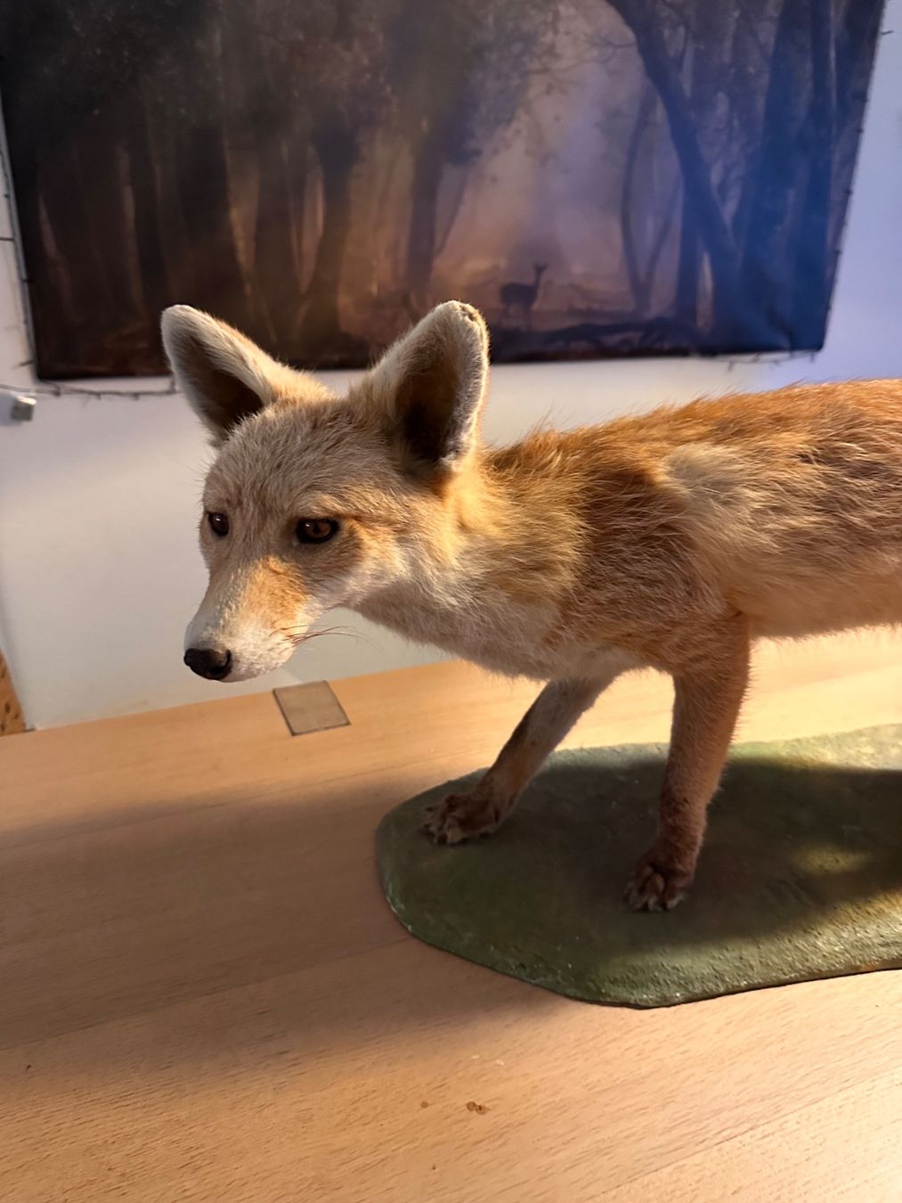 Il mondo degli animali: Präparierter Fuchs – Usato da Arboldswil venduto da Rhacodactylus 1
