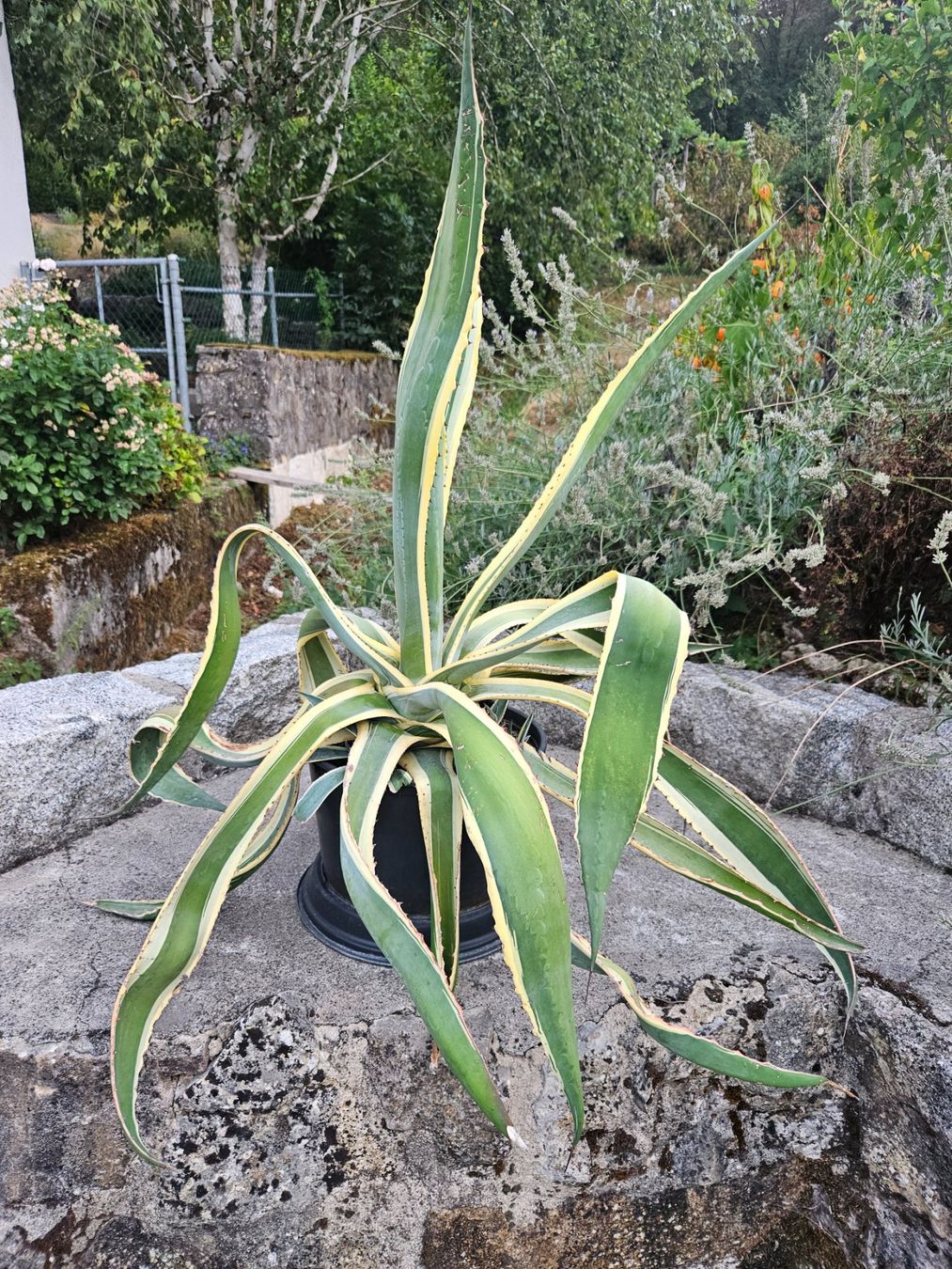 Pflanzen & Samen: Grosse Agave Americana – Gebraucht aus Münchwilen AG von Campanula67 1