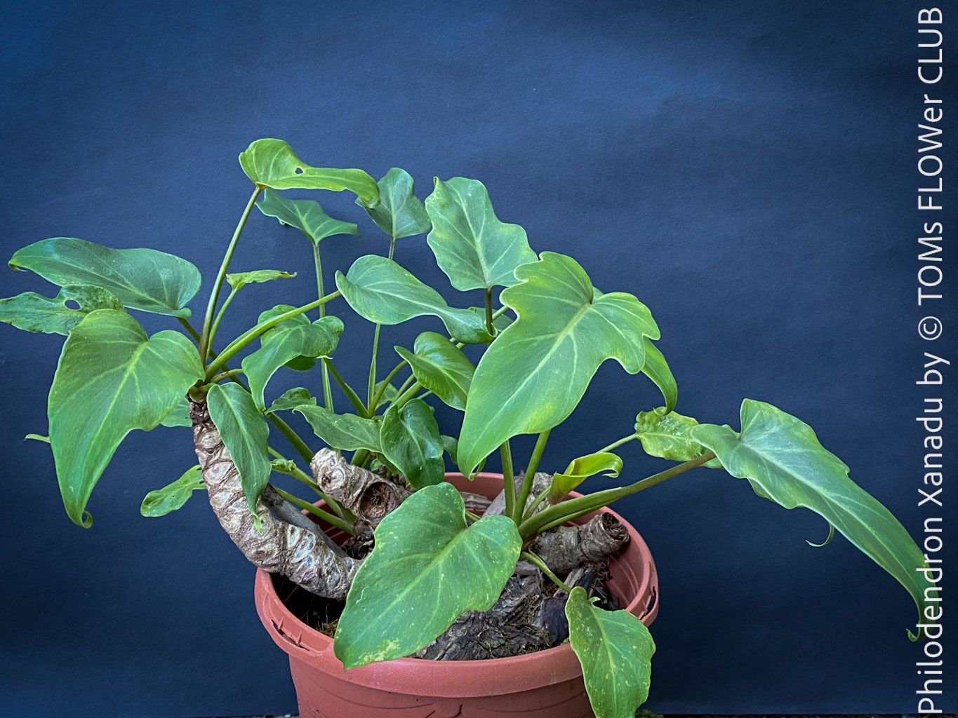 Philodendron Xanadu - kompakter, stammbildender Philo (Neu und  originalverpackt) in Adliswil fr CHF 46  nur Abholung auf Ricardo kaufen