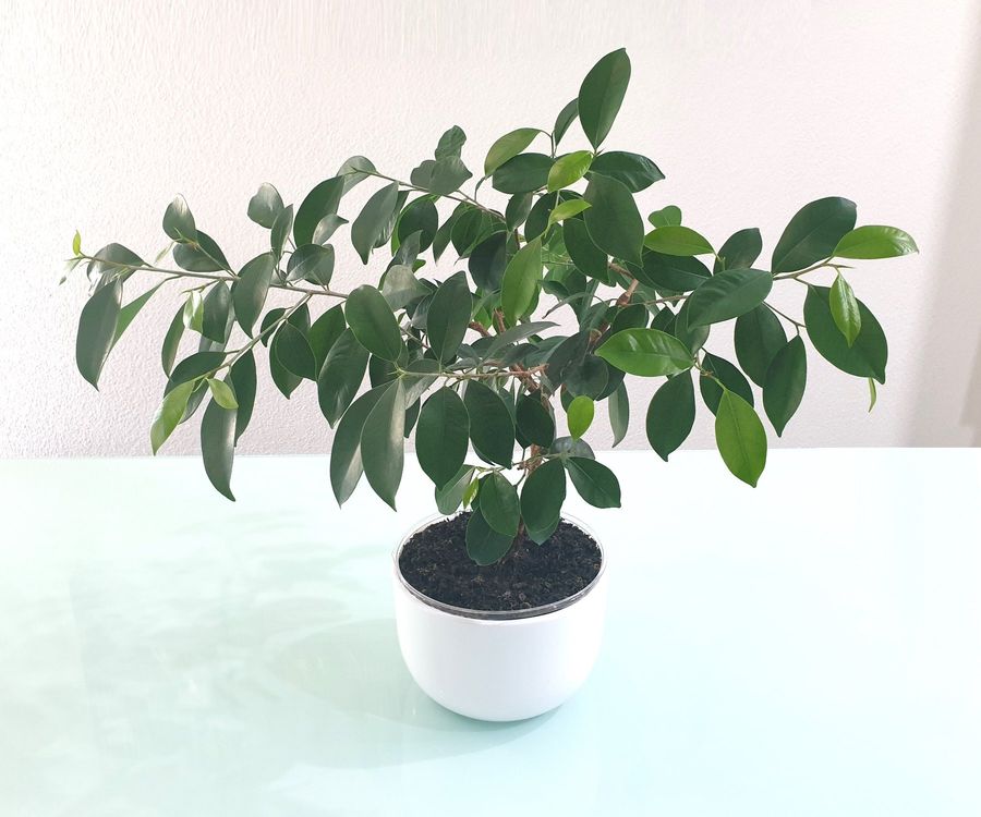 Pflanze Bonsai Birkenfeige / Ficus benjamina / Benjamini Kaufen auf