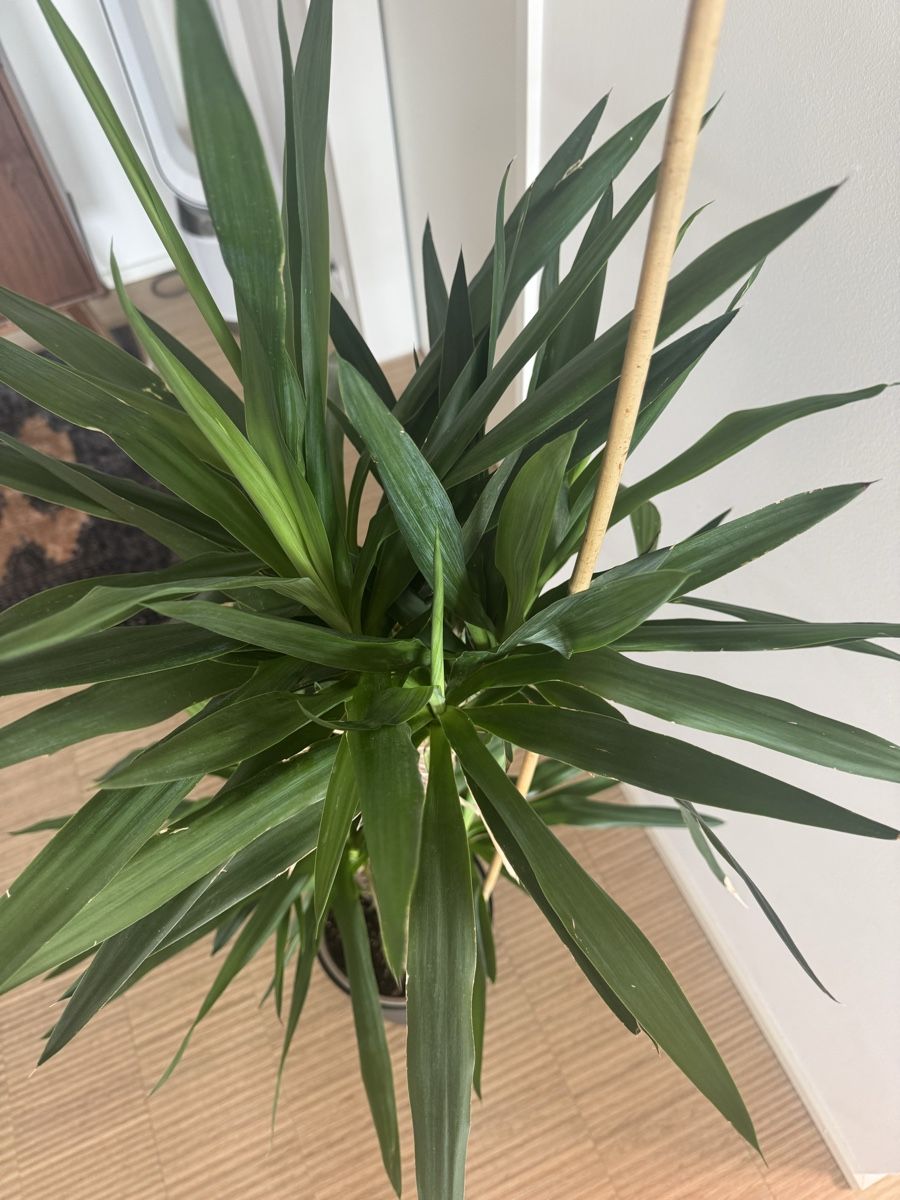 Pflanzen & Samen: Schöne Yucca Palme 140cm – Gebraucht aus Naters von zynetic 2