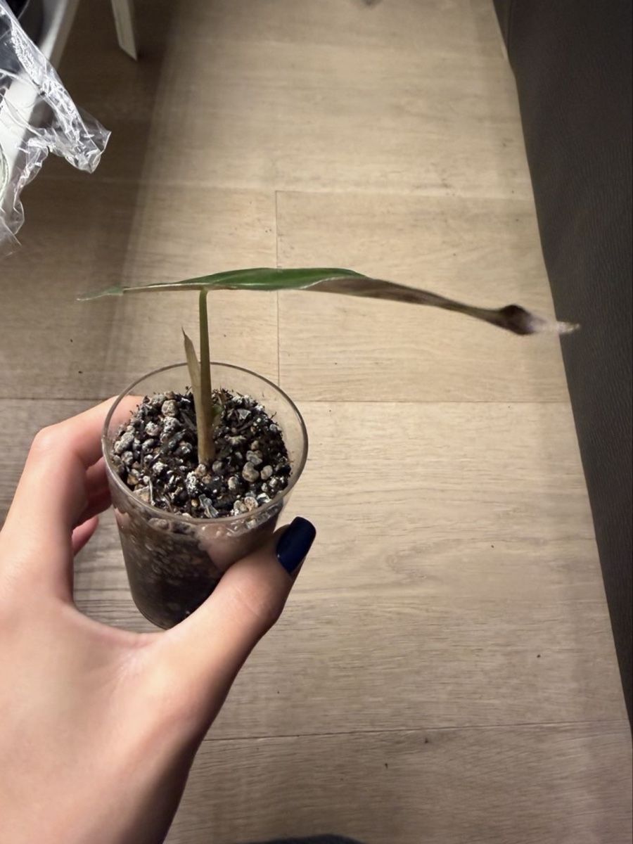 Piante & sementi: Alocasia Polly – Nuovo e nell'imballaggio originale da Wikon venduto da a_d_rbro 3